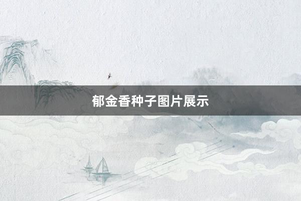 郁金香种子图片展示