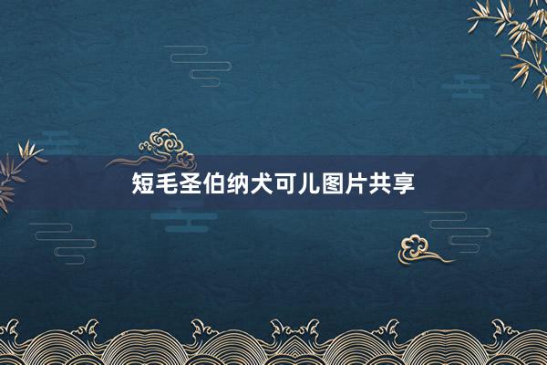 短毛圣伯纳犬可儿图片共享